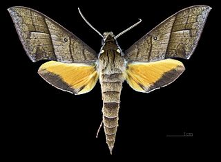 <i>Gnathothlibus heliodes</i> Species of moth