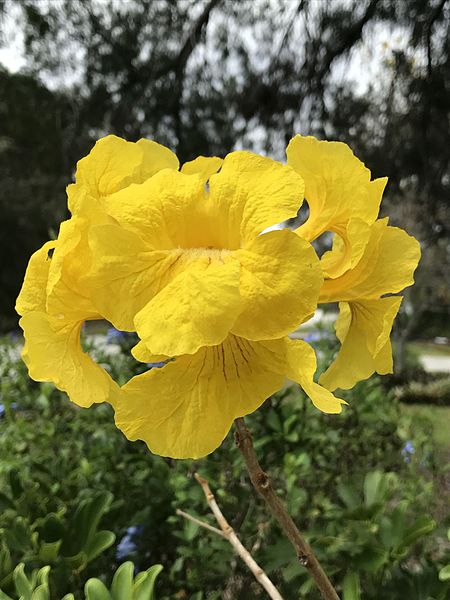 Golden Trumpet Tree.jpg