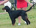 Gordon Setter