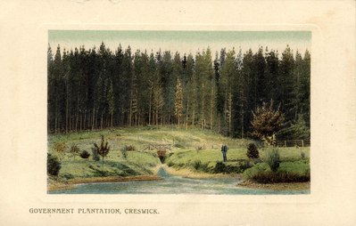 Government plantations at Creswick were established in the late 1800s to rehabilitate areas damaged by gold mining. Some formed part of the 1200 acre school demonstration forest. St Georges Lake "Govvy Dam" in foreground. Circa 1911. Source: State Library of Victoria. Government Plantation Creswick.tif