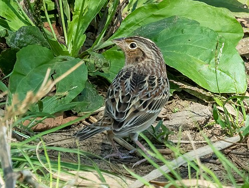 Grasshopper sparrow, Prospect Park