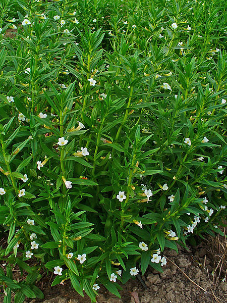 File:Gratiola officinalis 001.JPG