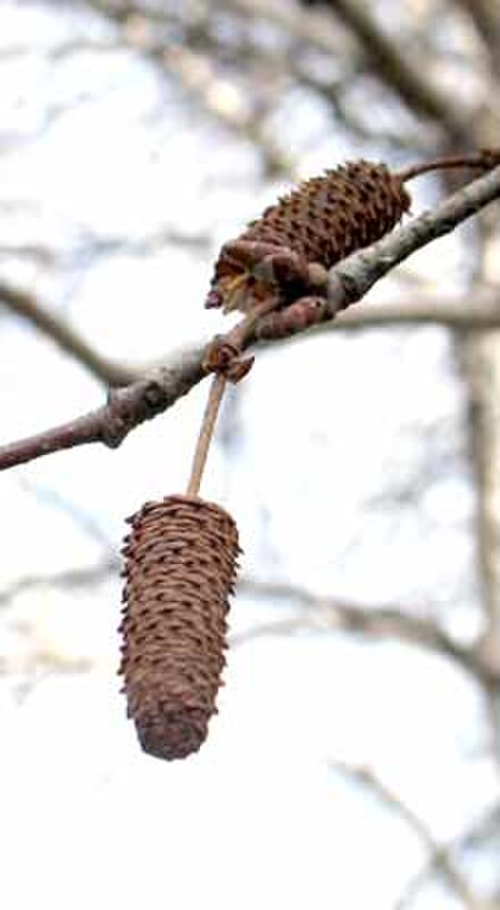 Tập_tin:Gray_Birch_seed_catkins.jpg