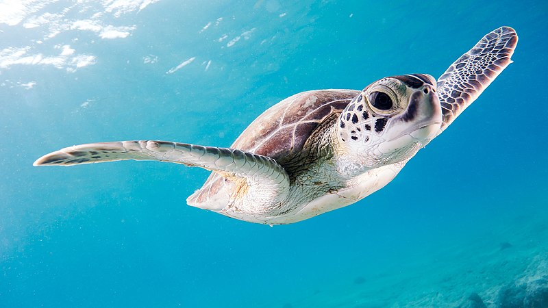 File:Green Turtle Chelonia Mydas (224075535).jpeg