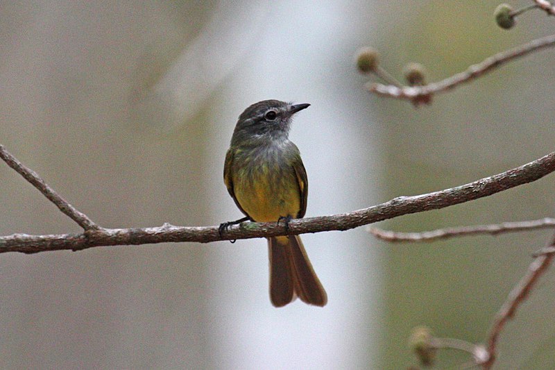 Eʼelyaaígíí:Greenish Elaenia 2 (3322865413).jpg