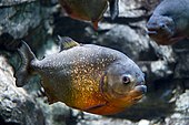 Red-bellied piranha Gregory Moine - Red bellied Piranha (by).jpg