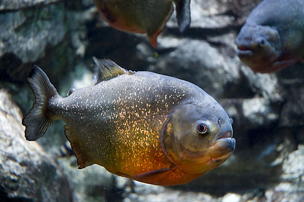 Red-bellied piranha (Pygocentrus nattereri) is a species of piranha. This species lives in the Amazon River basin, coastal rivers of northeastern Braz