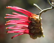 Grevillea aquifolium