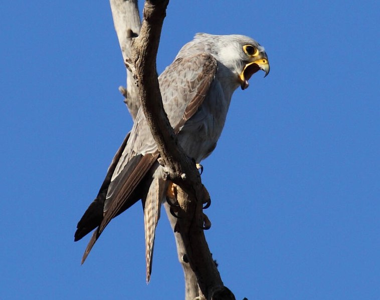 File:Grey Falcon (1) - Christopher Watson (cropped).jpg