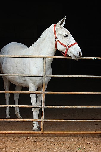 A white mule