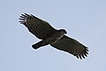 Grey faced Buzzard at Cape Richardo Malaysia.jpg