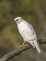 * Nomination Grey goshawk (Accipiter novaehollandiae) white morph --Charlesjsharp 11:04, 4 February 2024 (UTC) * Promotion  Support Good quality. --Poco a poco 11:10, 4 February 2024 (UTC)