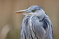 * Nomination Portrait of a grey heron (Ardea cinerea) in Parc Georges-Valbon, France. --Alexis Lours 10:27, 8 January 2024 (UTC) * Promotion  Support Good quality. --Charlesjsharp 10:35, 8 January 2024 (UTC)