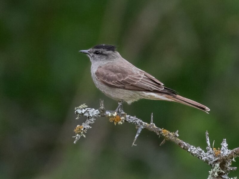 File:Griseotyrannus aurantioatrocristatus Crowned Slaty Flycatcher; Capivara, Santa Fe, Argentina.jpg