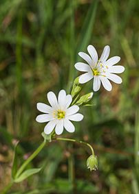 Fleurs de stellaire holostée, caryophyllacée acidophile commune des forêts, lisières et talus d'Europe. (définition réelle 2 464 × 3 456)