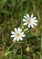 * Nomination Grote muur (Stellaria holostea) Location Hortus Haren. --Famberhorst 18:04, 10 May 2017 (UTC) * Promotion There is a small hint of CA on the unsharp flower. Think you can remove that? --W.carter 19:59, 10 May 2017 (UTC)  Done. CA removed. Thank you.--Famberhorst 05:10, 11 May 2017 (UTC) Perfect! Good quality. --W.carter 08:38, 11 May 2017 (UTC)