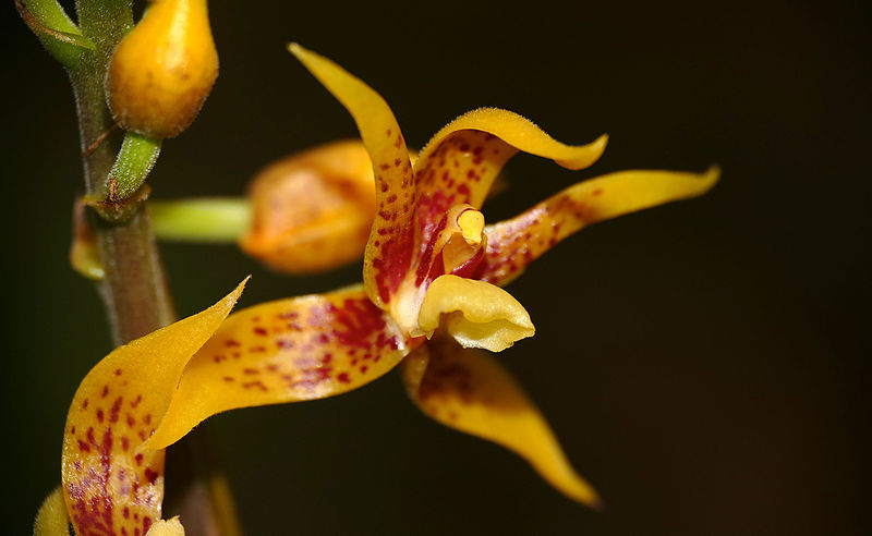 File:Ground Orchid (Plocoglottis plicata) (23067007452).jpg