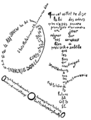 Guillaume Apollinaire - Calligramme - La Mandoline, l’œillet et le bambou.png