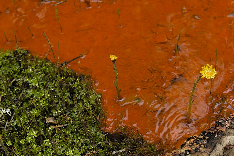 File:Gula blommor i röd lera.jpg