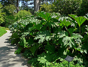 Gunnera tinctoria 6.jpg