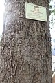 HK CWB 高士威道 Causeway Bay Road 維多利亞公園 Victoria Park tree Sept 2017 IX1 吉貝 Ceiba pentandra trunk 04.jpg