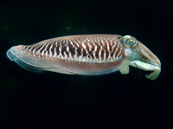 The cuttlefish uses its mantle cavity for jet propulsion