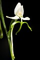 Habenaria linearifolia