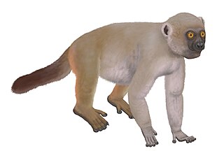 <span class="mw-page-title-main">Monkey lemur</span> Extinct family of lemurs