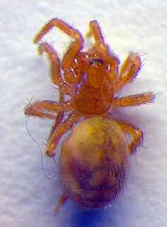 <i>Hahnia</i> (spider) Genus of spiders