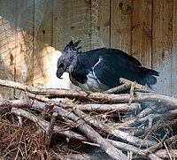 Harpyie (Harpia harpyja), Tiergarten Nürnberg