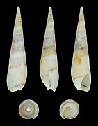 Hastula aciculina, shell