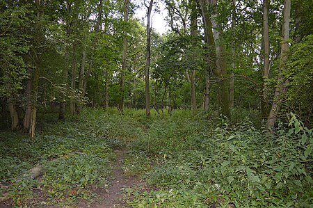 Hawkins Wood 6