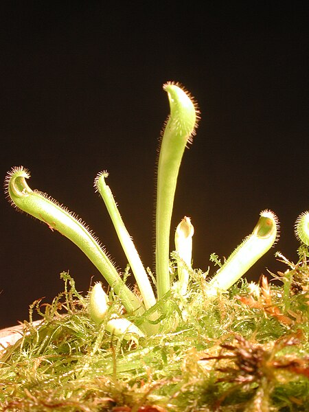 File:Heliamphora tateii juvenile.JPG