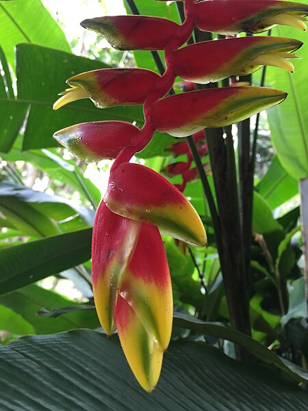 ไฟล์:Heliconia hang flower.jpg