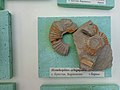 Hemihoplites orbignyanus (Matheron), Upper Barremian, Brestak (Coll. St. Breskovski) at the Sofia University 'St. Kliment Ohridski' Museum of Paleontology and Historical Geology.jpg