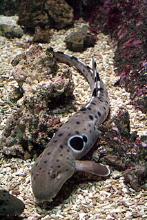 <span class="mw-page-title-main">Epaulette shark</span> Hemiscyllium ocellatum; species of longtailed carpet shark