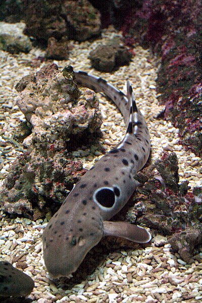 Epaulette shark