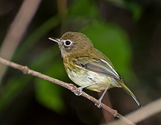 Eye-ringed tody-tyrant Species of bird