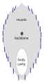 Image 18Herring reflectors are nearly vertical for camouflage from the side. (from Pelagic fish)