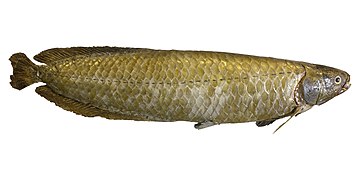 Diawetkan African arowana pada latar belakang putih