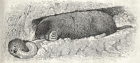 Tập_tin:Heubach_mole.jpg