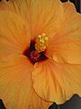 Hibiscus cultivar close-up