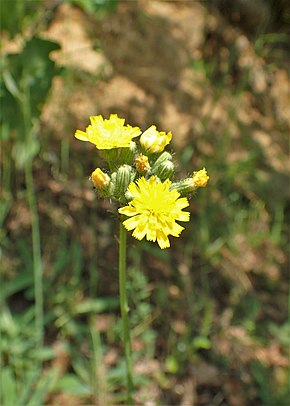 Descrizione dell'immagine di Hieracium cymosum kz01.jpg.