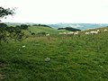 Hill pasture, near Hafodau - geograph.org.uk - 36457.jpg