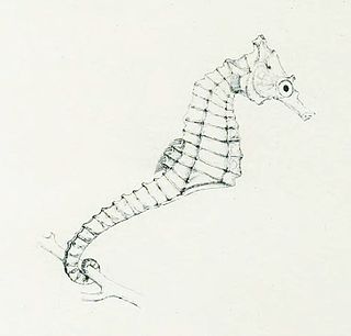 Giraffe seahorse Species of fish
