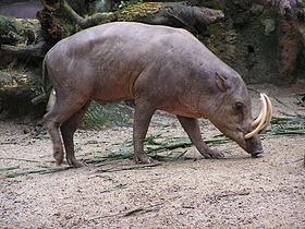 Lợn hươu Bắc Sulawesi