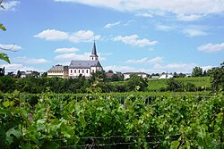 Skyline of Hochheim am Main