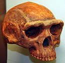 Череп на Homo erectus, Museum of Natural History, Ann Arbor, Мичиген.