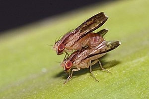 Homoneura sp. mating