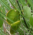 Mit Kapuze Heuschrecke Teratodus monticollis, imitiert hervorragend ein Blatt mit einem leuchtend orangefarbenen Rand